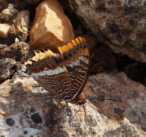 Charaxes jasius